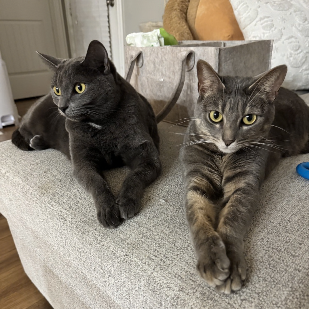 Shasta, photo 2