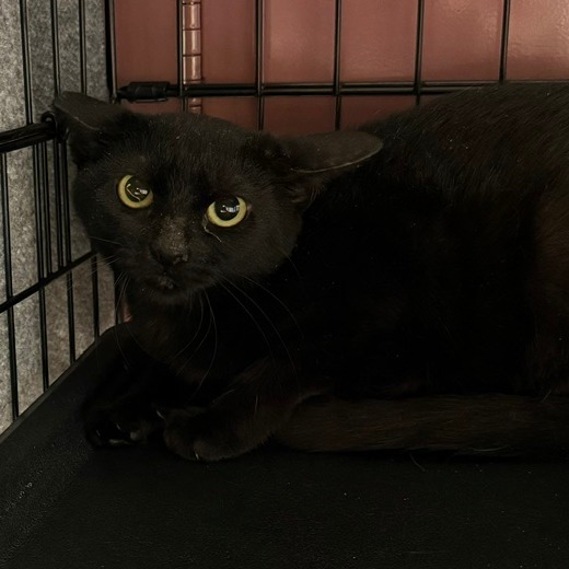 FERNANDA - Domestic Shorthair available for adoption