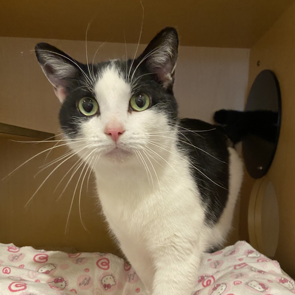 MICKY - Domestic Shorthair available for adoption