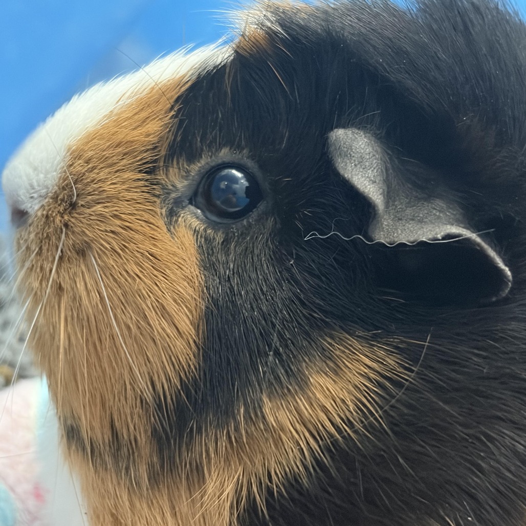 CHERRY (AND BLOSSOM) - American available for adoption