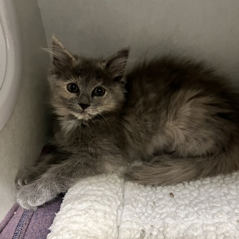 ALEXIS - Domestic Longhair available for adoption