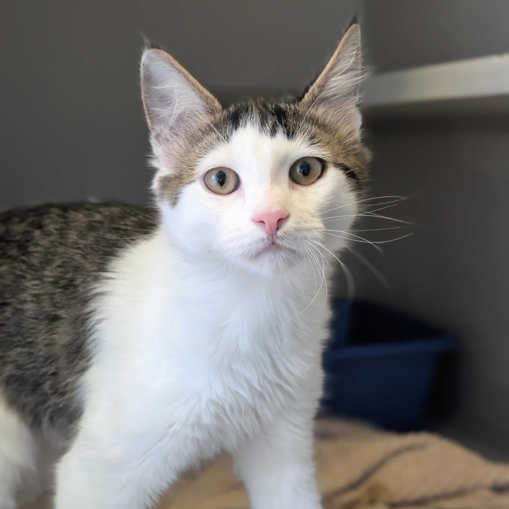 Meredith - Domestic Shorthair