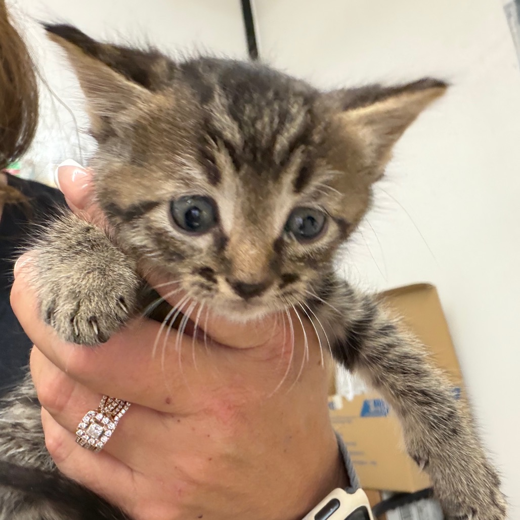 Sammy, an adoptable cat at SPCA-BC