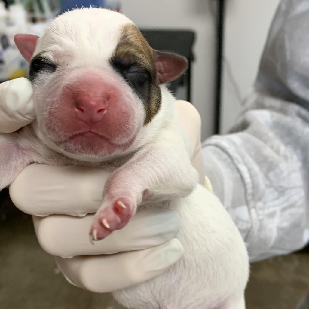 ZERO - American Blue Heeler / Terrier available for adoption