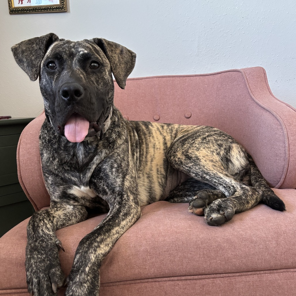 Cane Corso