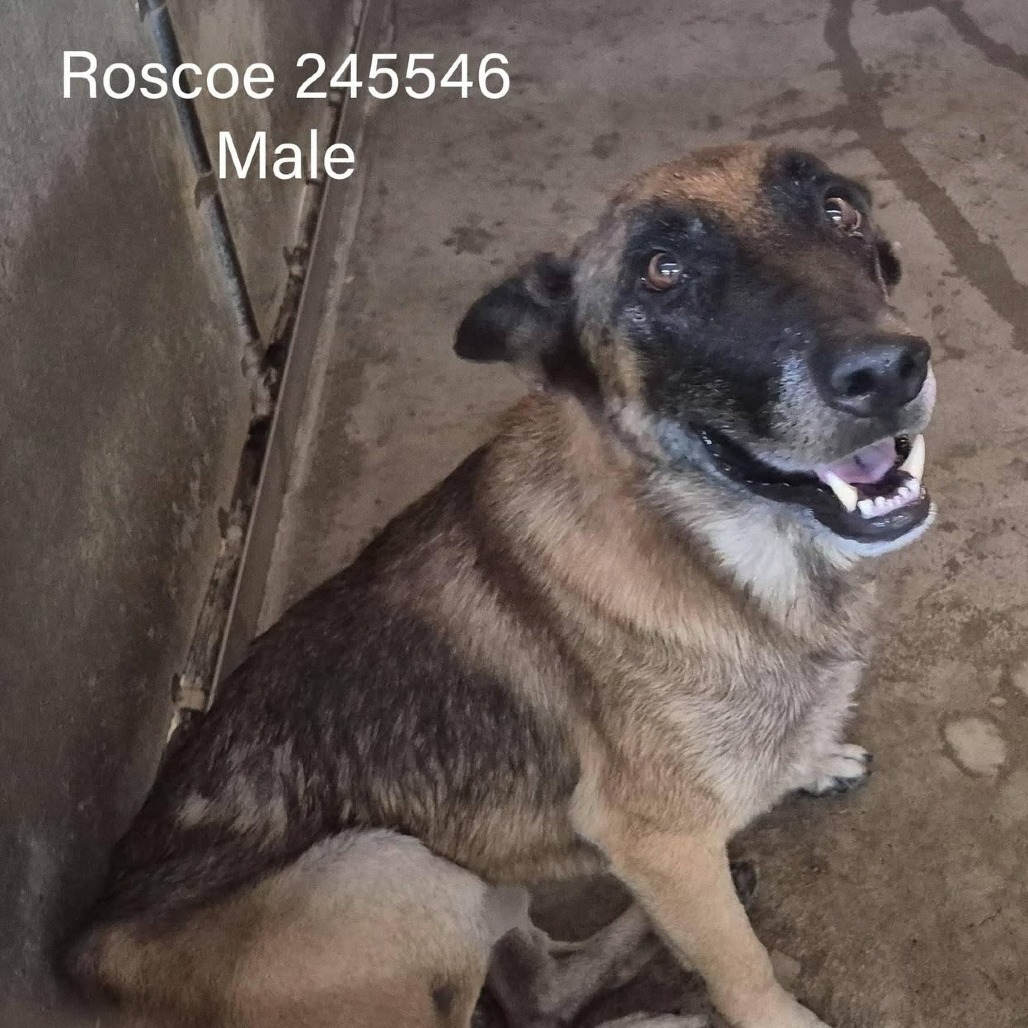 ROSCOE - Malinois / Belgian available for adoption
