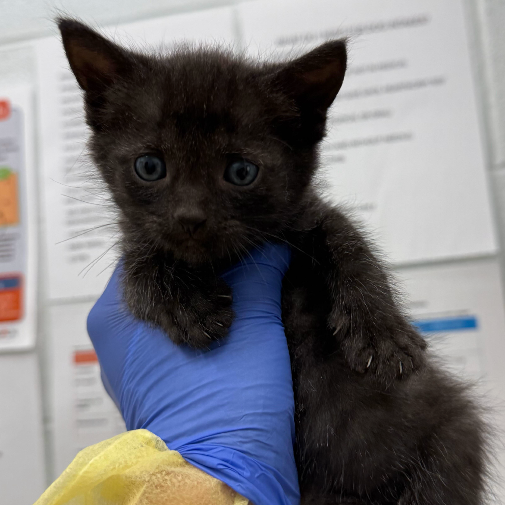DANA PURPLE - Domestic Shorthair available for adoption