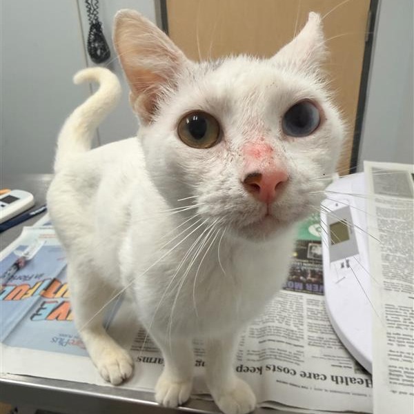 EYES - Domestic Shorthair available for adoption