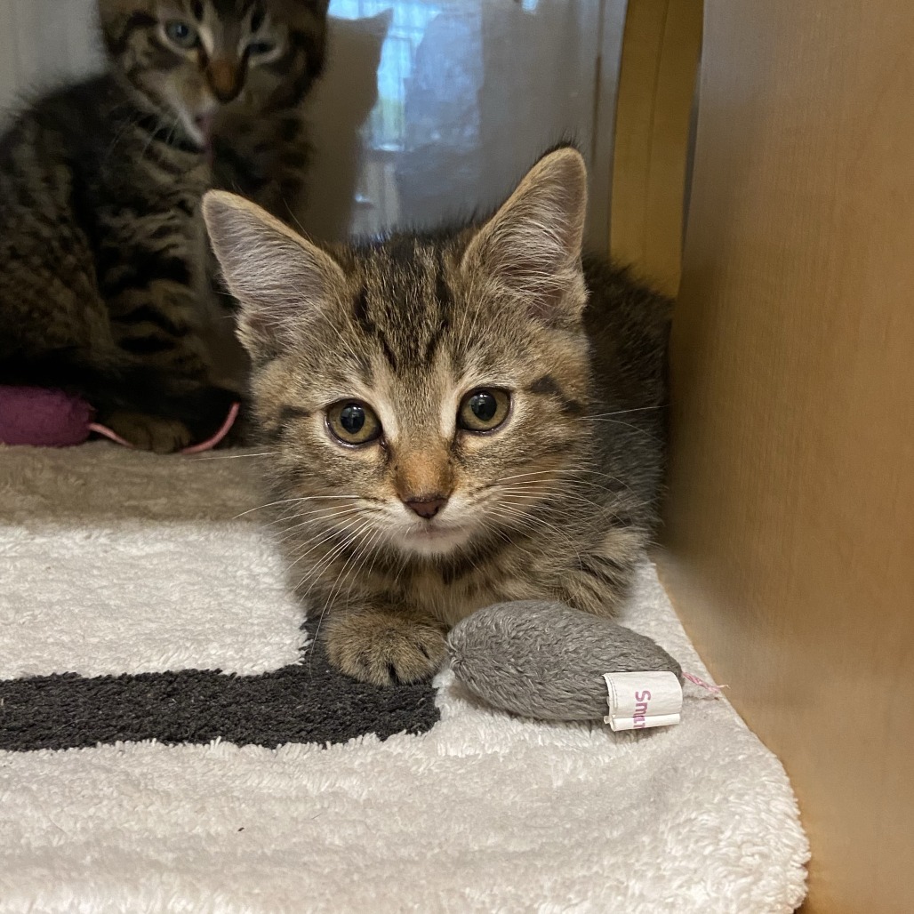 IRIS - Domestic Longhair available for adoption