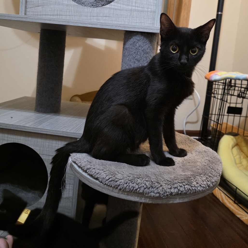 MAKI - Domestic Shorthair available for adoption