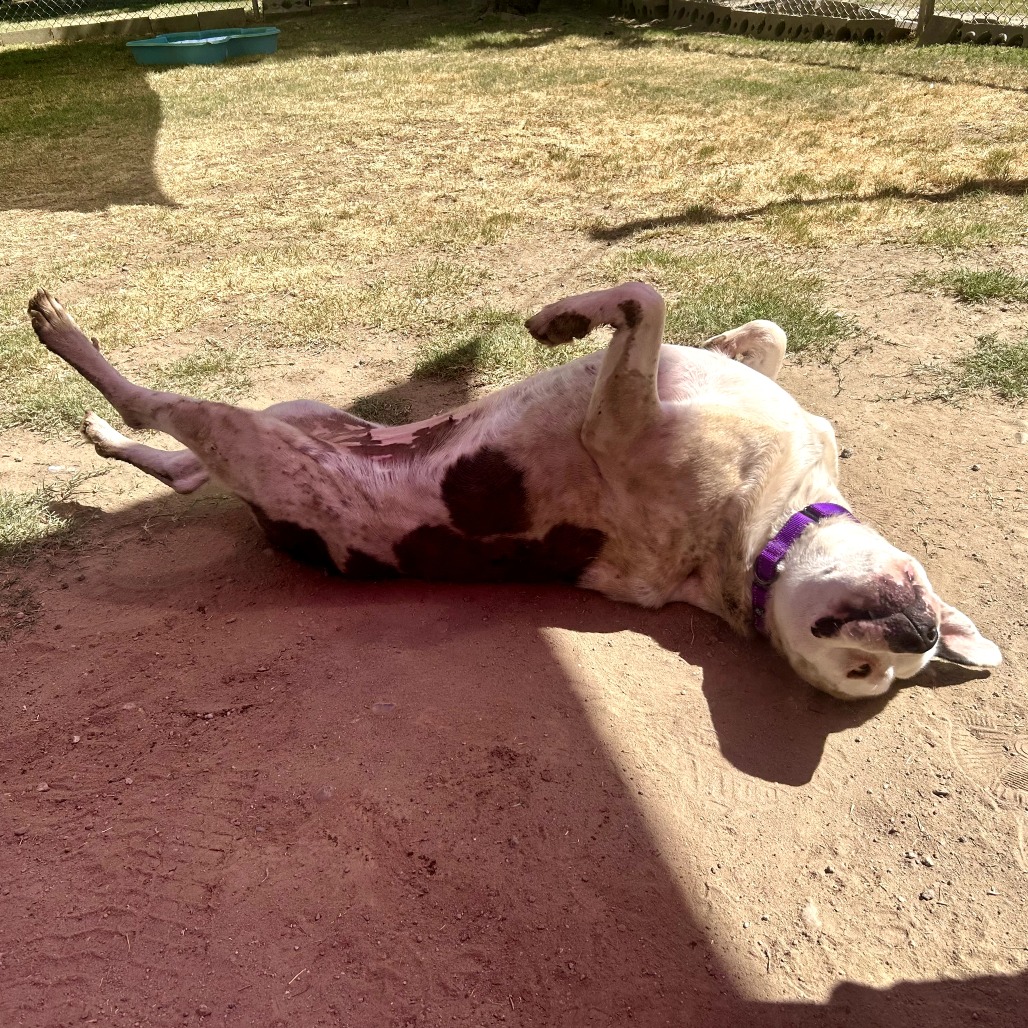 Georgie, photo 9