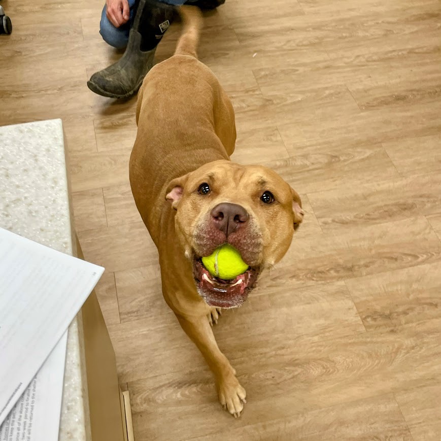 Ozzy — thumbnail 5