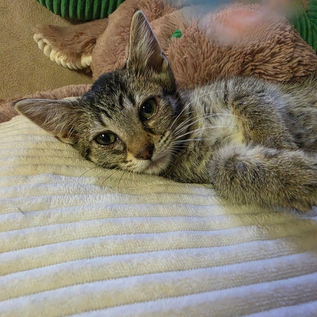 Photo of PIXEL