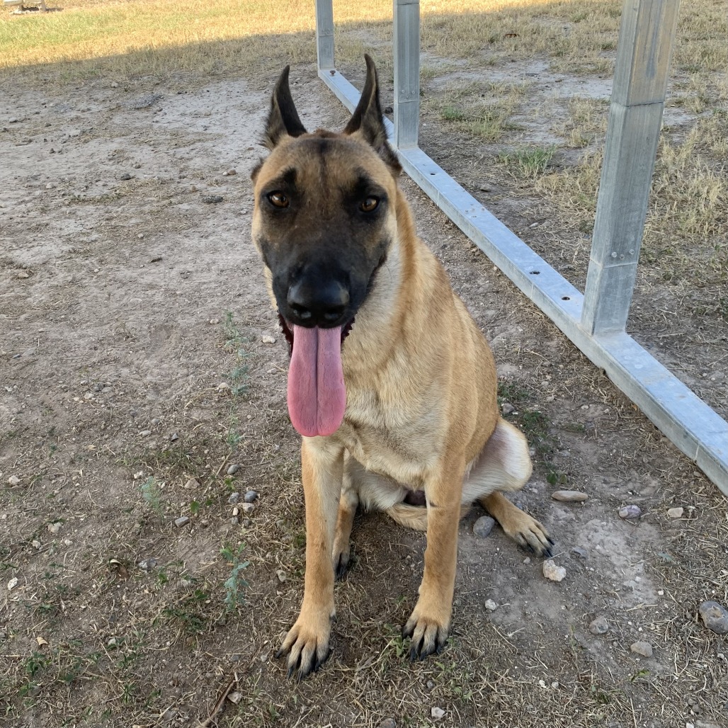 LUNA - Malinois, Belgian / Ridgeback, Rhodesian available for adoption
