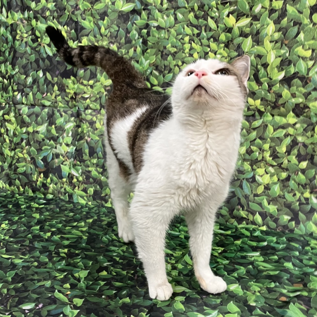 Tinker — thumbnail 4