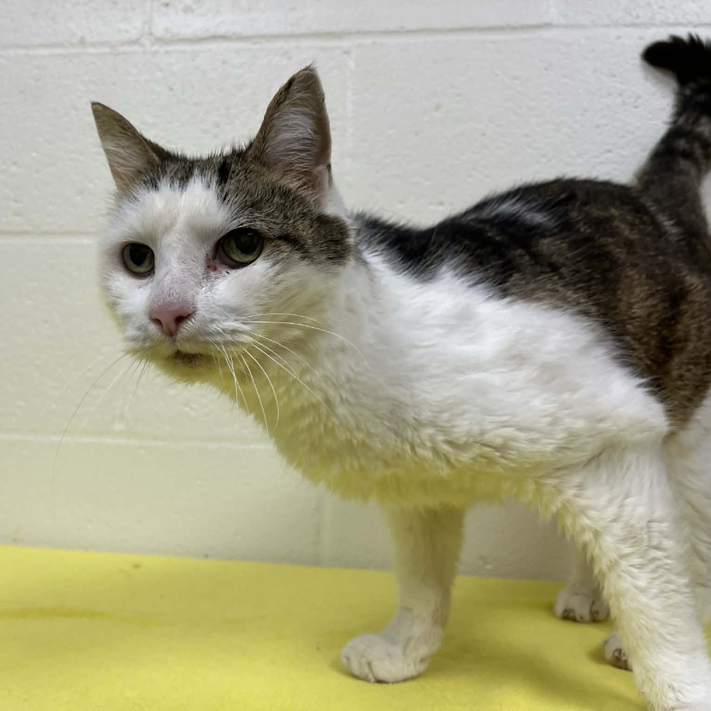 Tinker — thumbnail 3