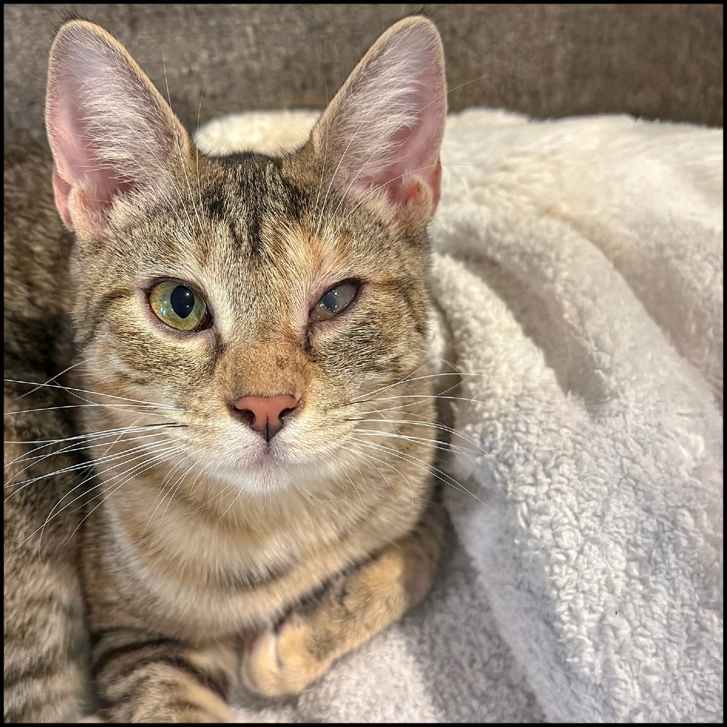 TOPH - Domestic Shorthair for adoption in Roswell