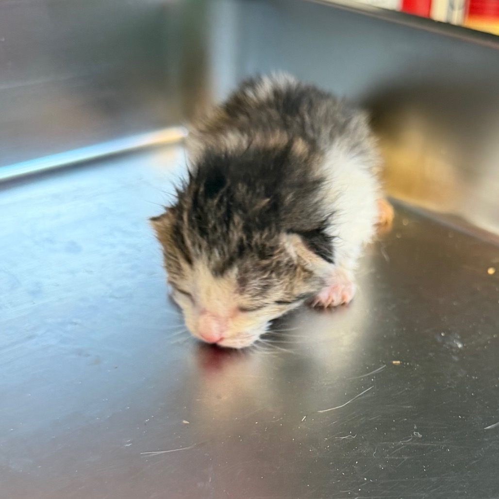 Tusc Stray 85743
