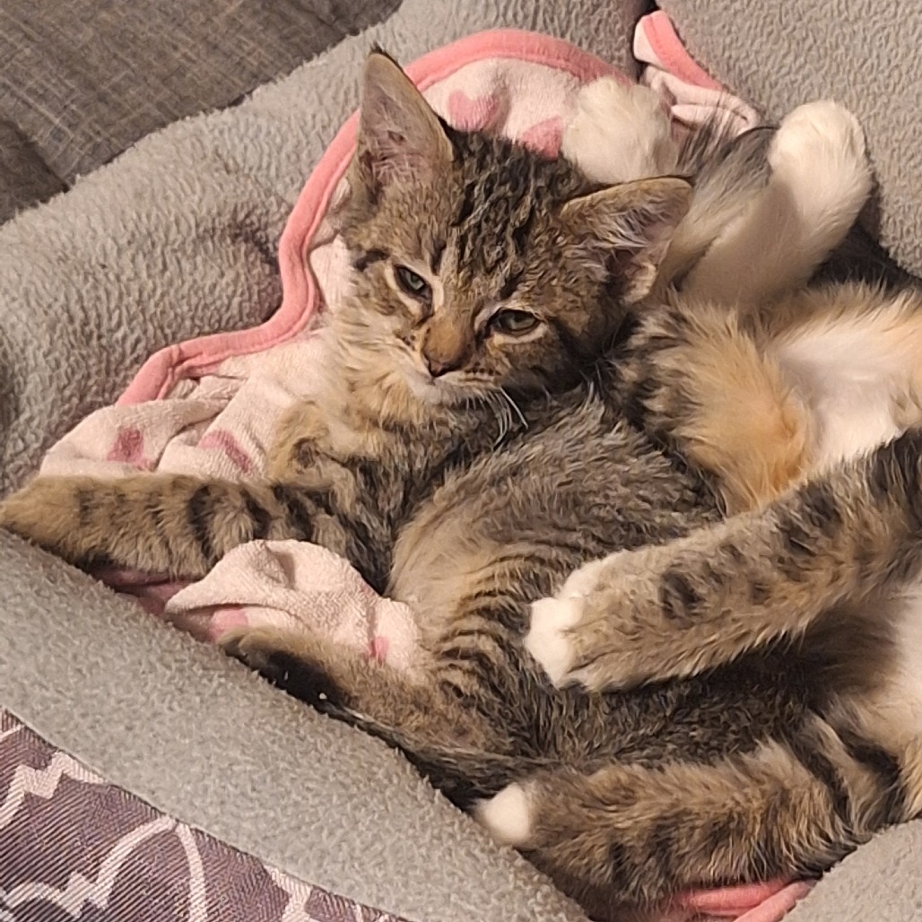 JOSE - Domestic Shorthair available for adoption