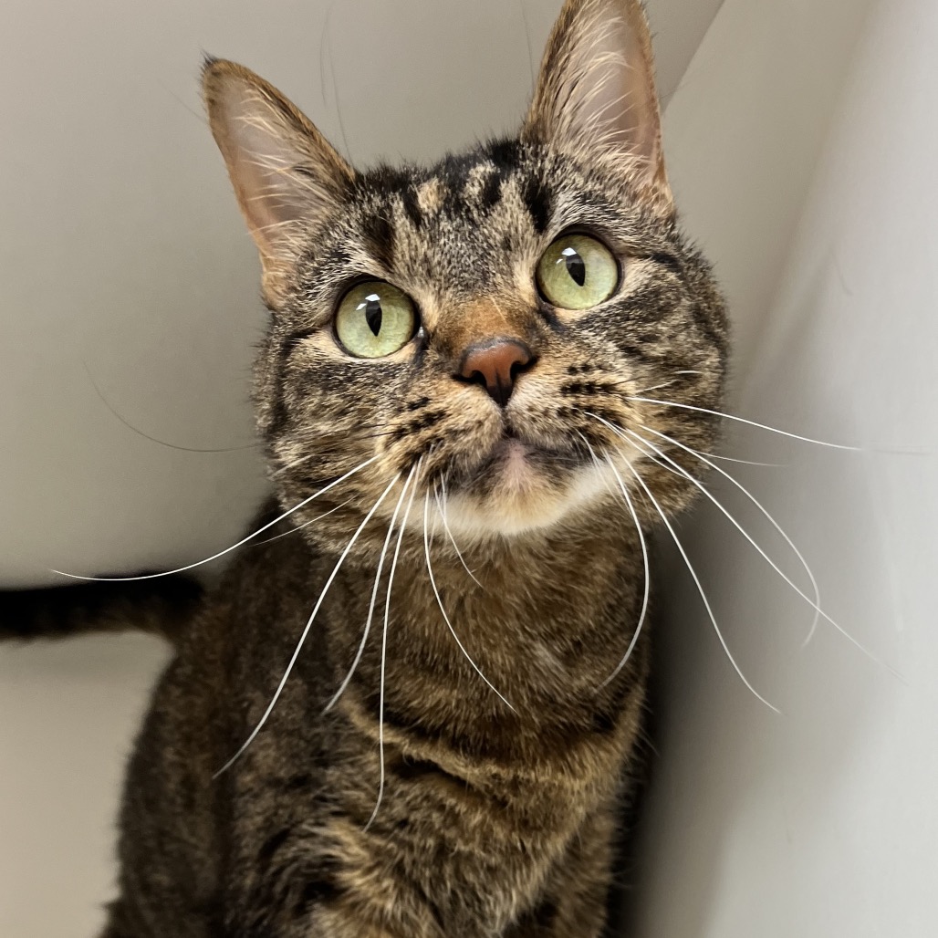 Kali — thumbnail 2