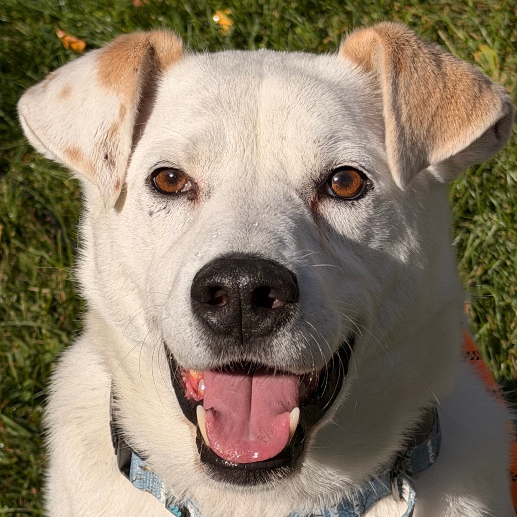 Gable (bonded to Gigi) photo 8