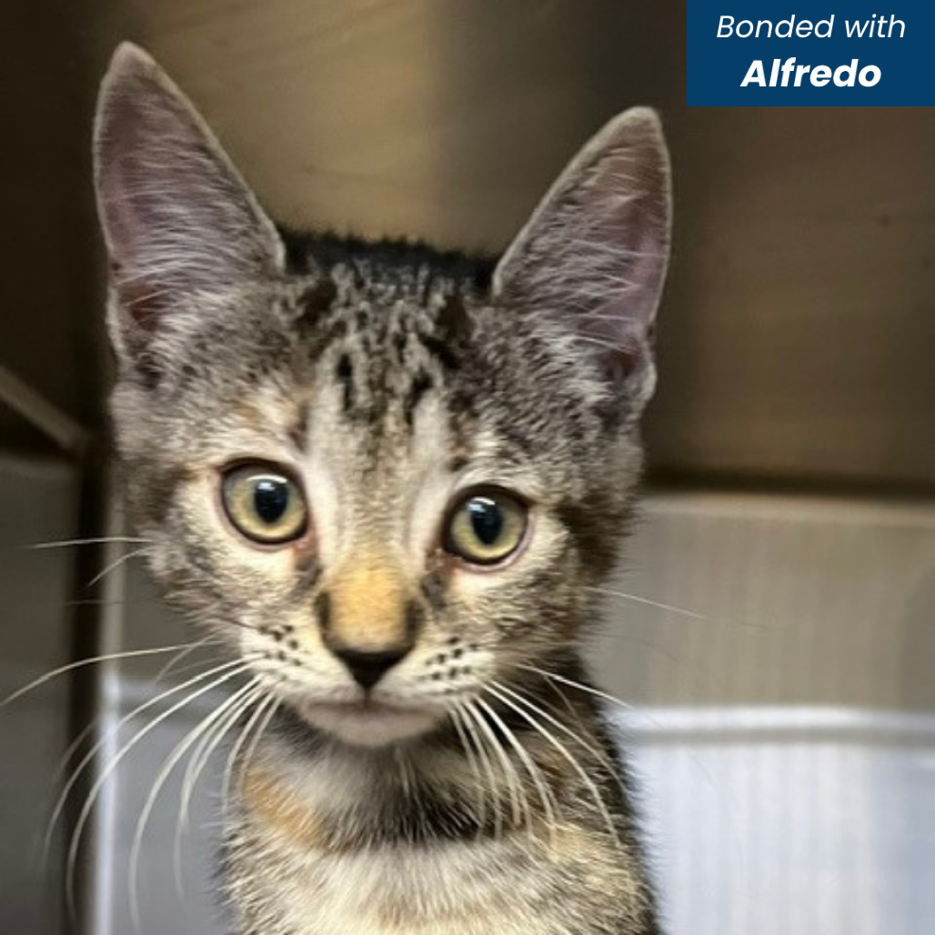 ASUMA - Domestic Shorthair available for adoption