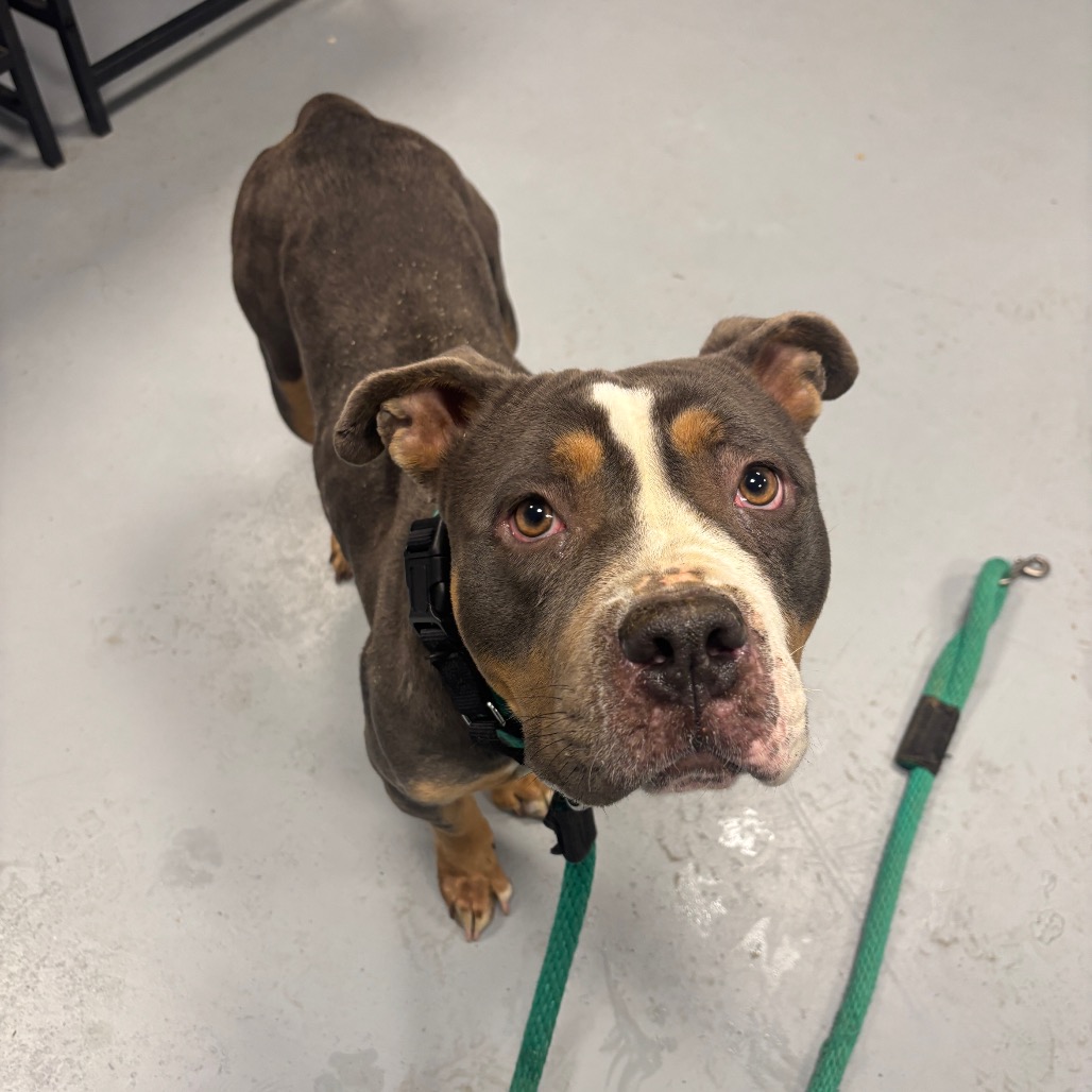 Cassia — thumbnail 4