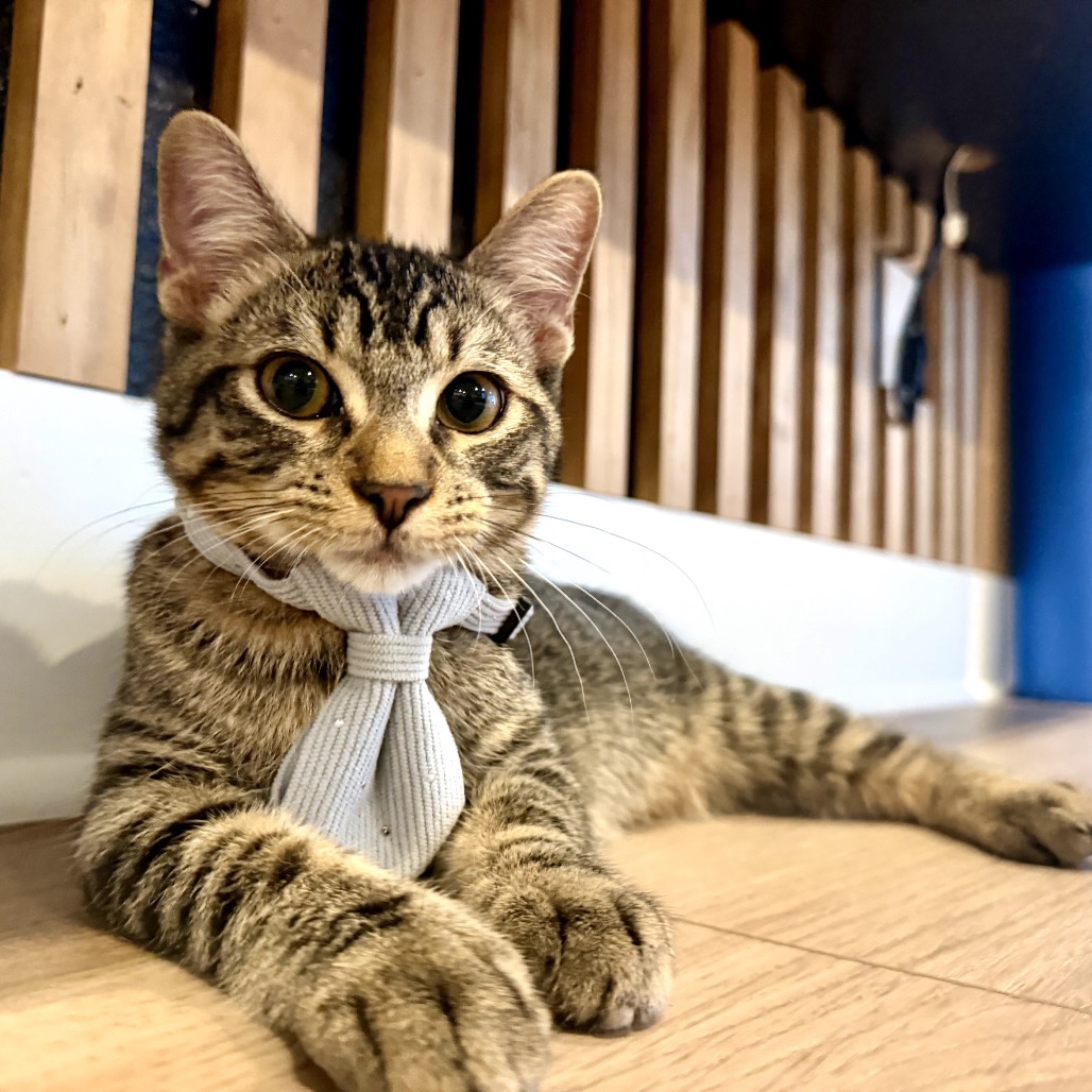 LARRY - Domestic Shorthair available for adoption