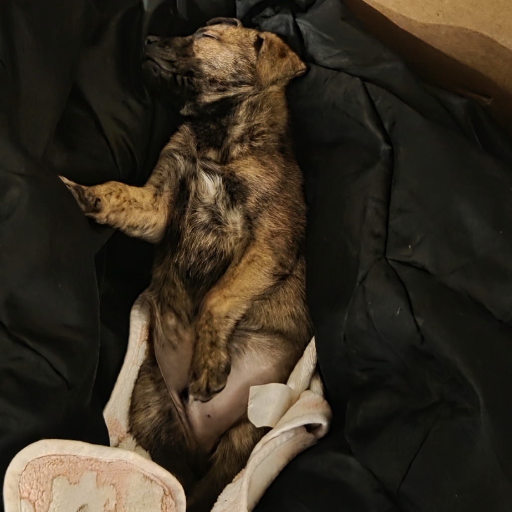 Wolverine — thumbnail 2