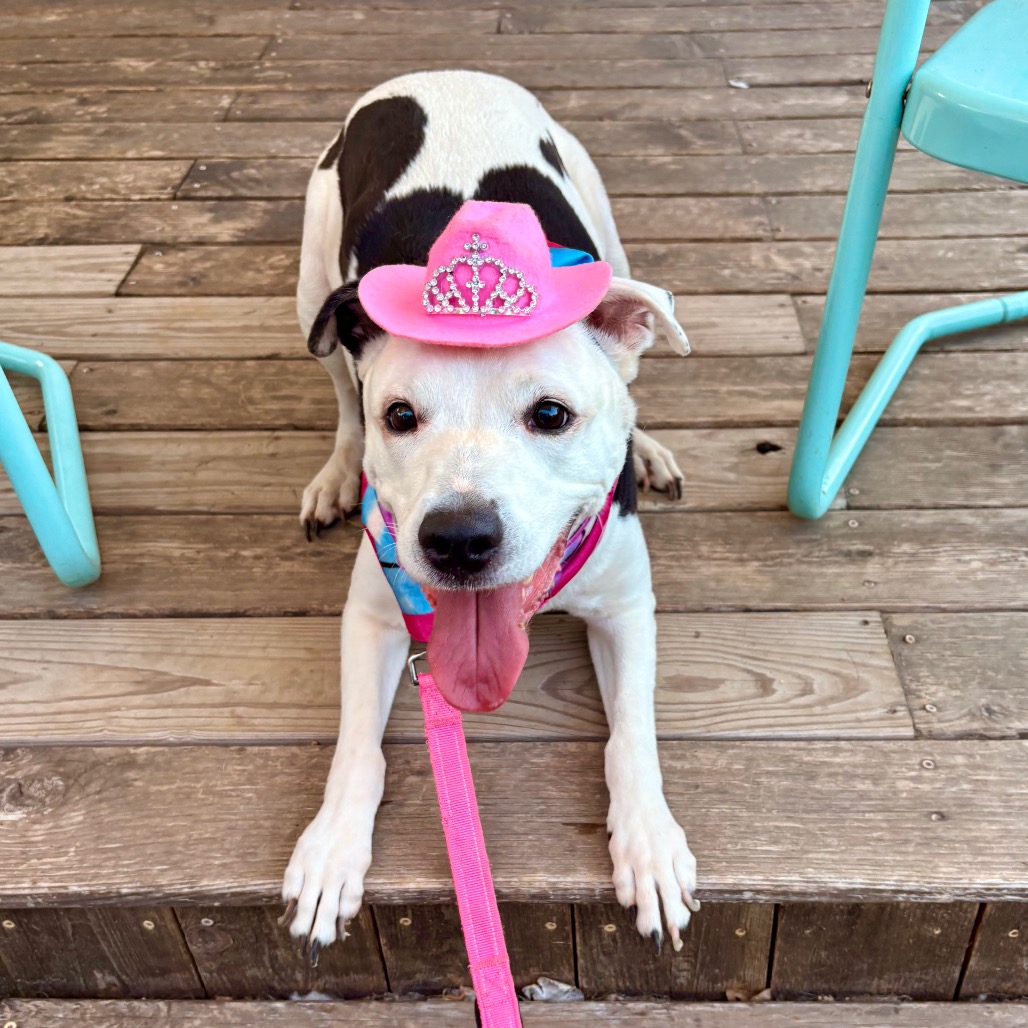 Antoinette — thumbnail 8