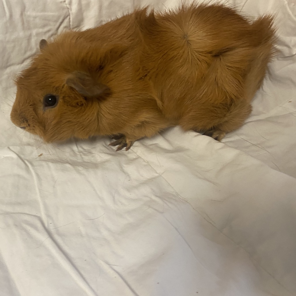 MAROON 5 - American available for adoption