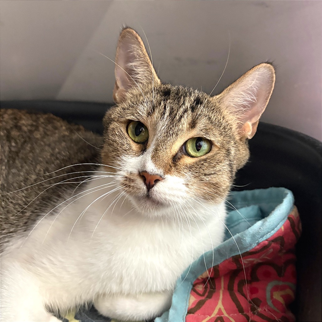 DAHLIA - Domestic Shorthair available for adoption