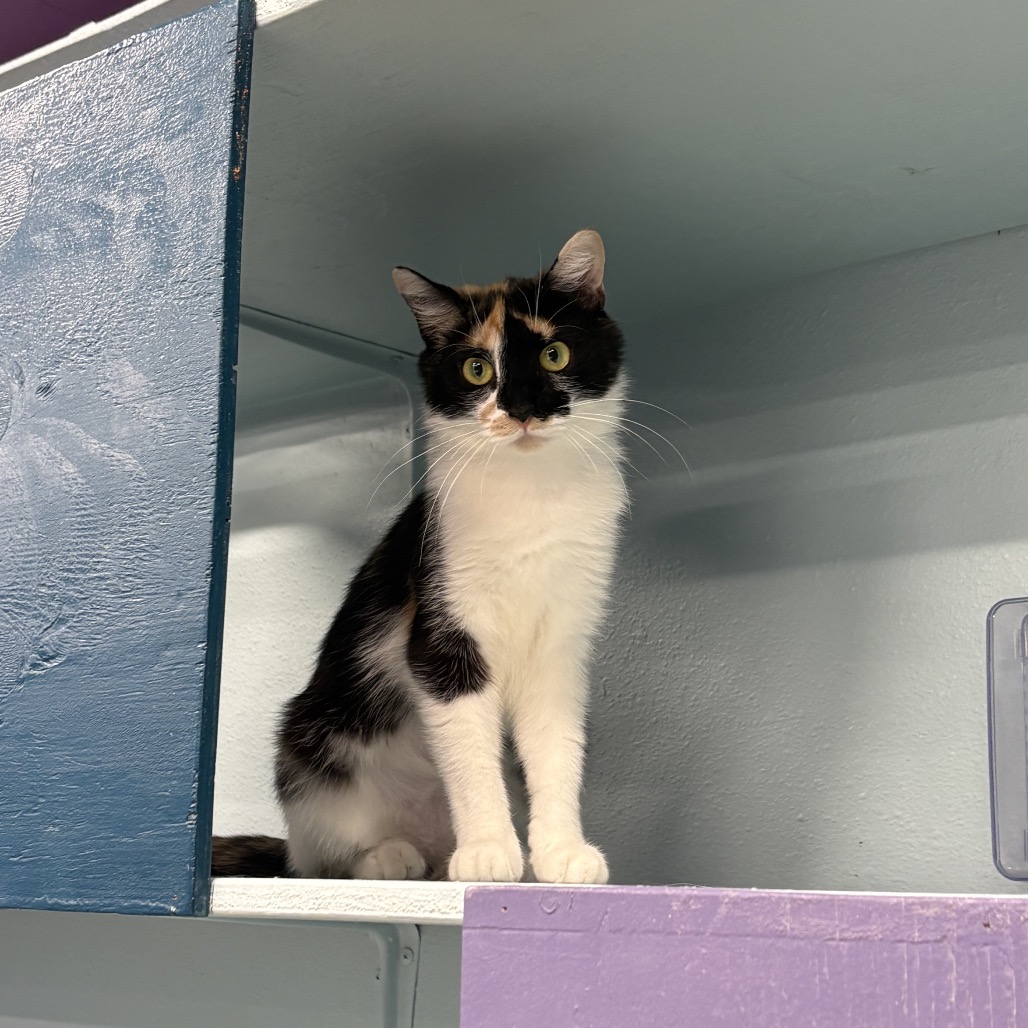 Photo of Calypso