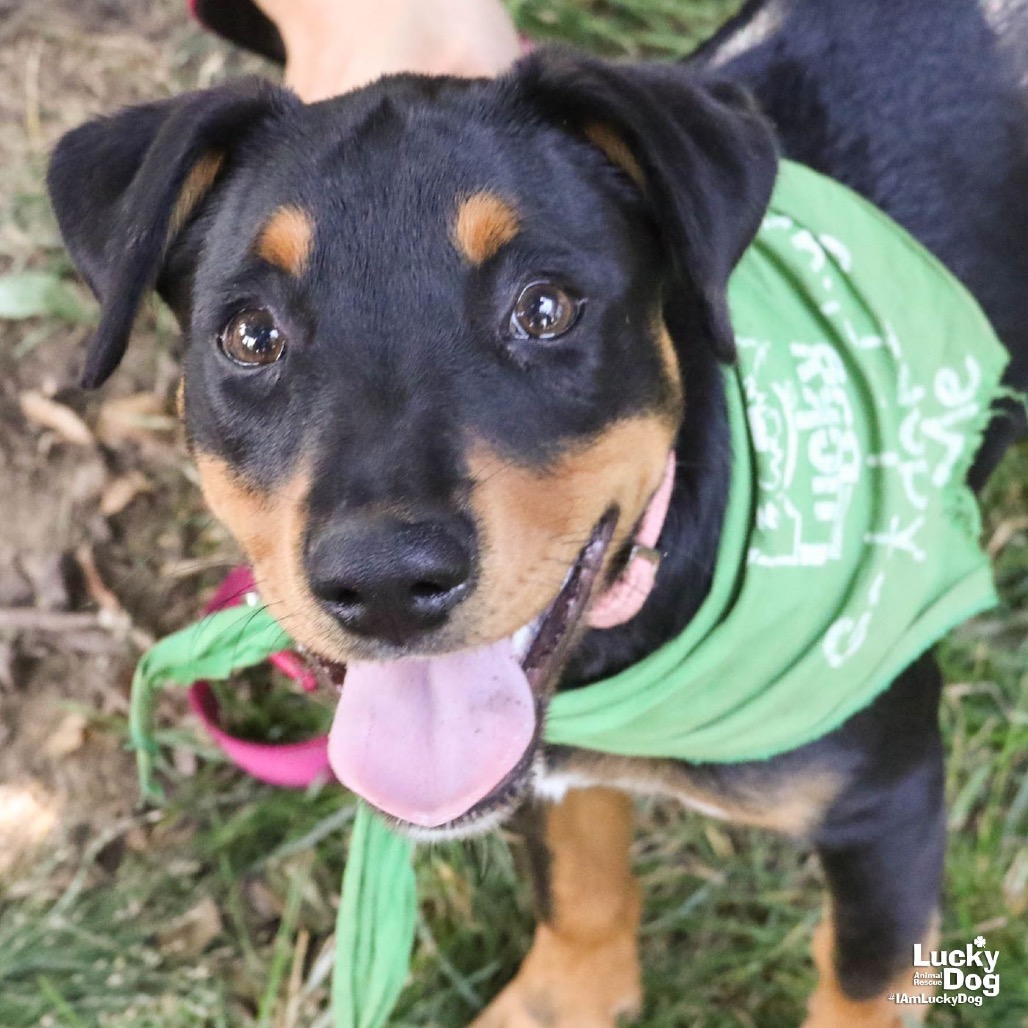 CHANI - Spaniel / Mix available for adoption