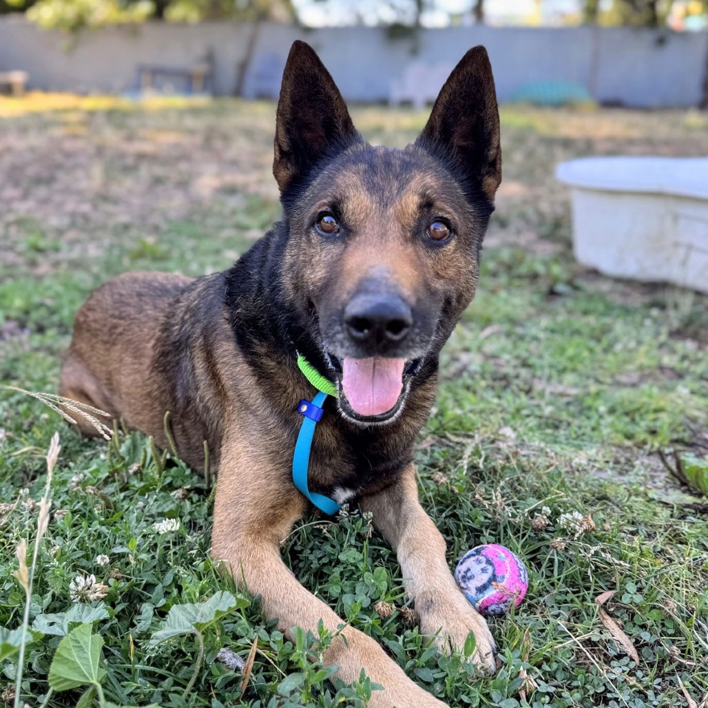 Ghirardelli — thumbnail 4