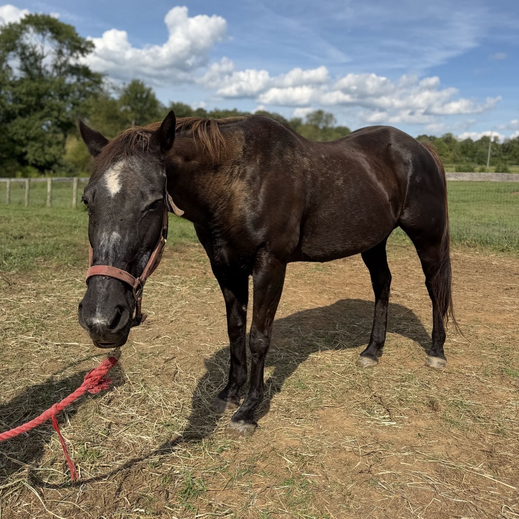 ORPHAN ANNIE - Pony / Other available for adoption