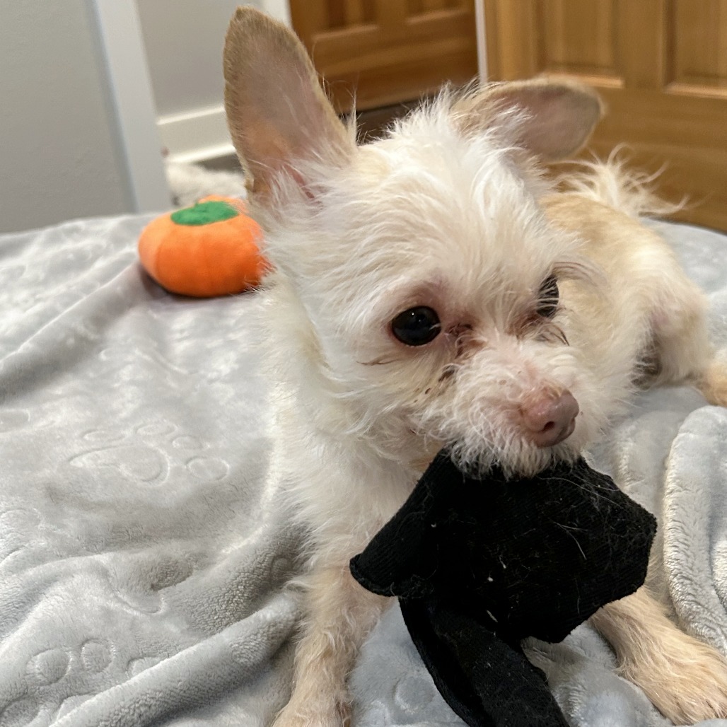 Granita — thumbnail 2