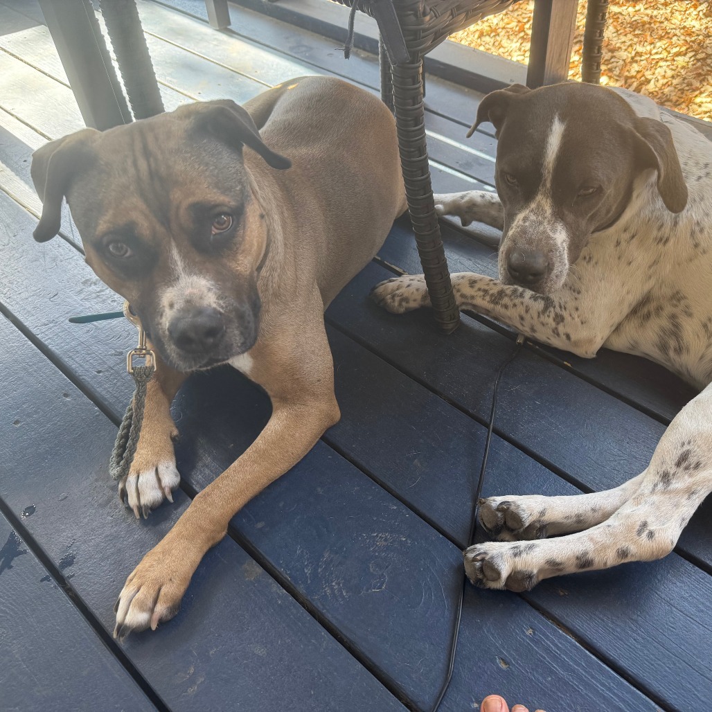 Nugget, additional photo