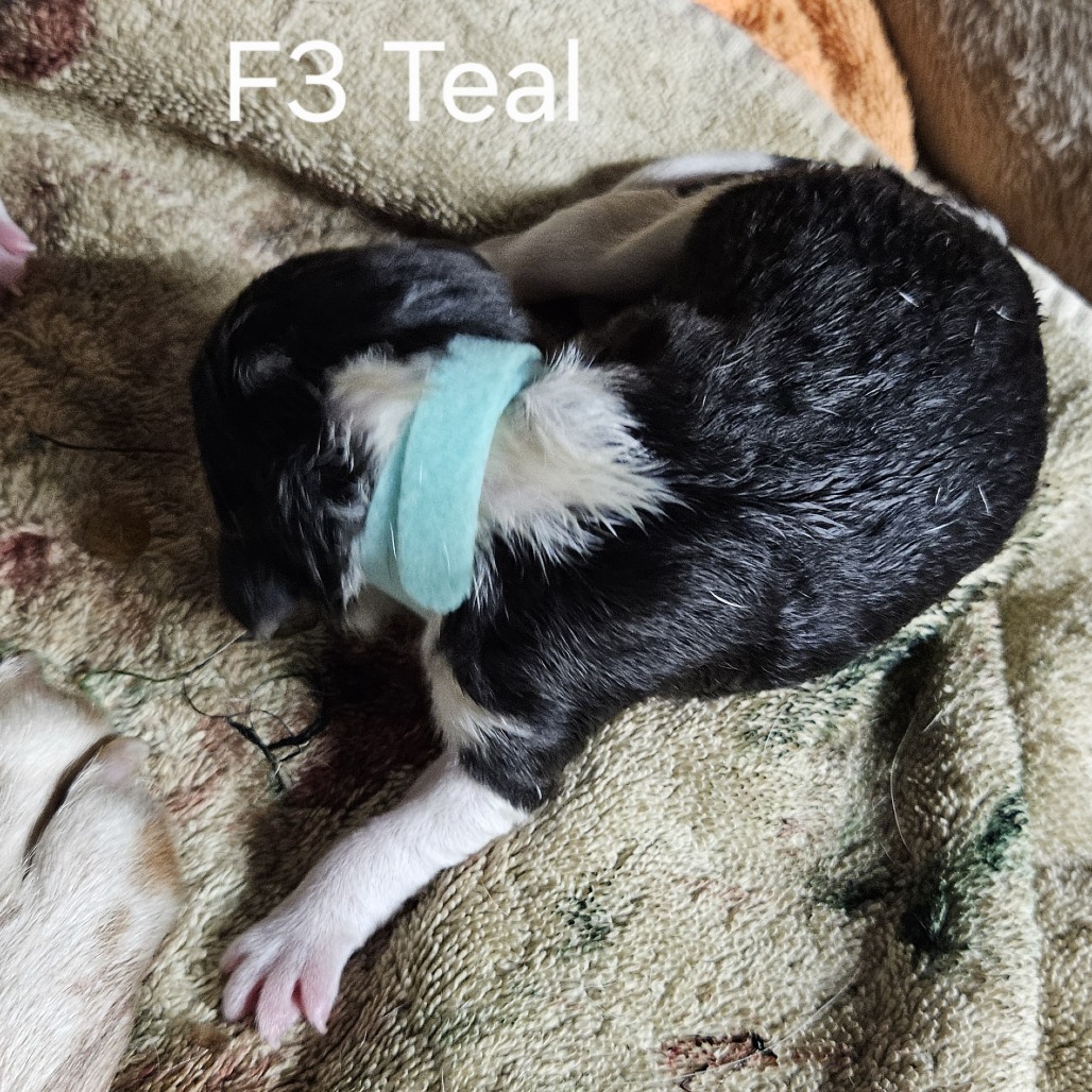 Eve's Pup- Olivia — thumbnail 3