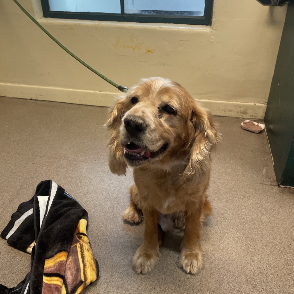 Cocker Spaniel