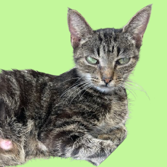  Photo of TUSC-Stray-81994