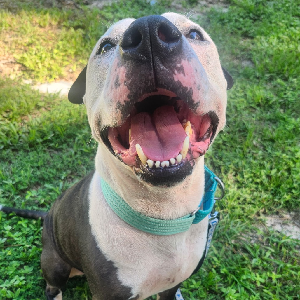 Koda