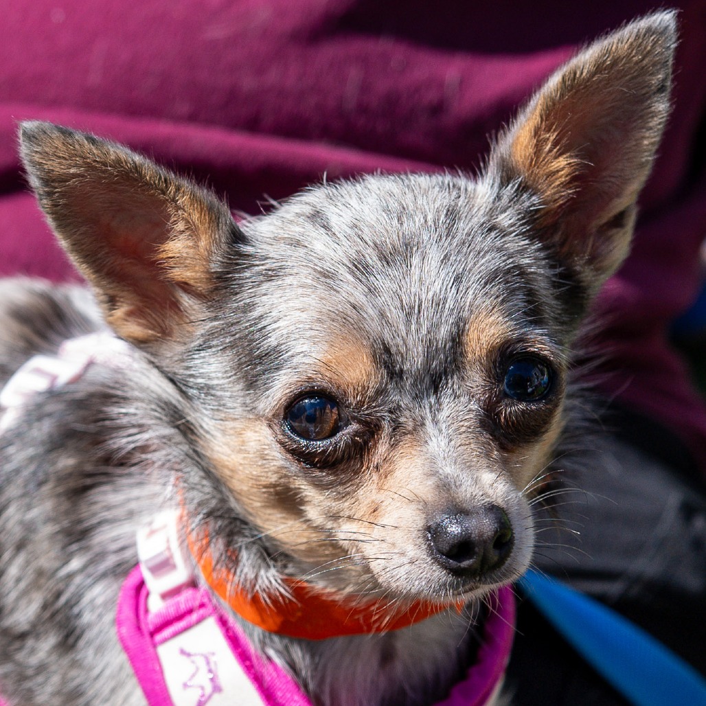 Chihuahua