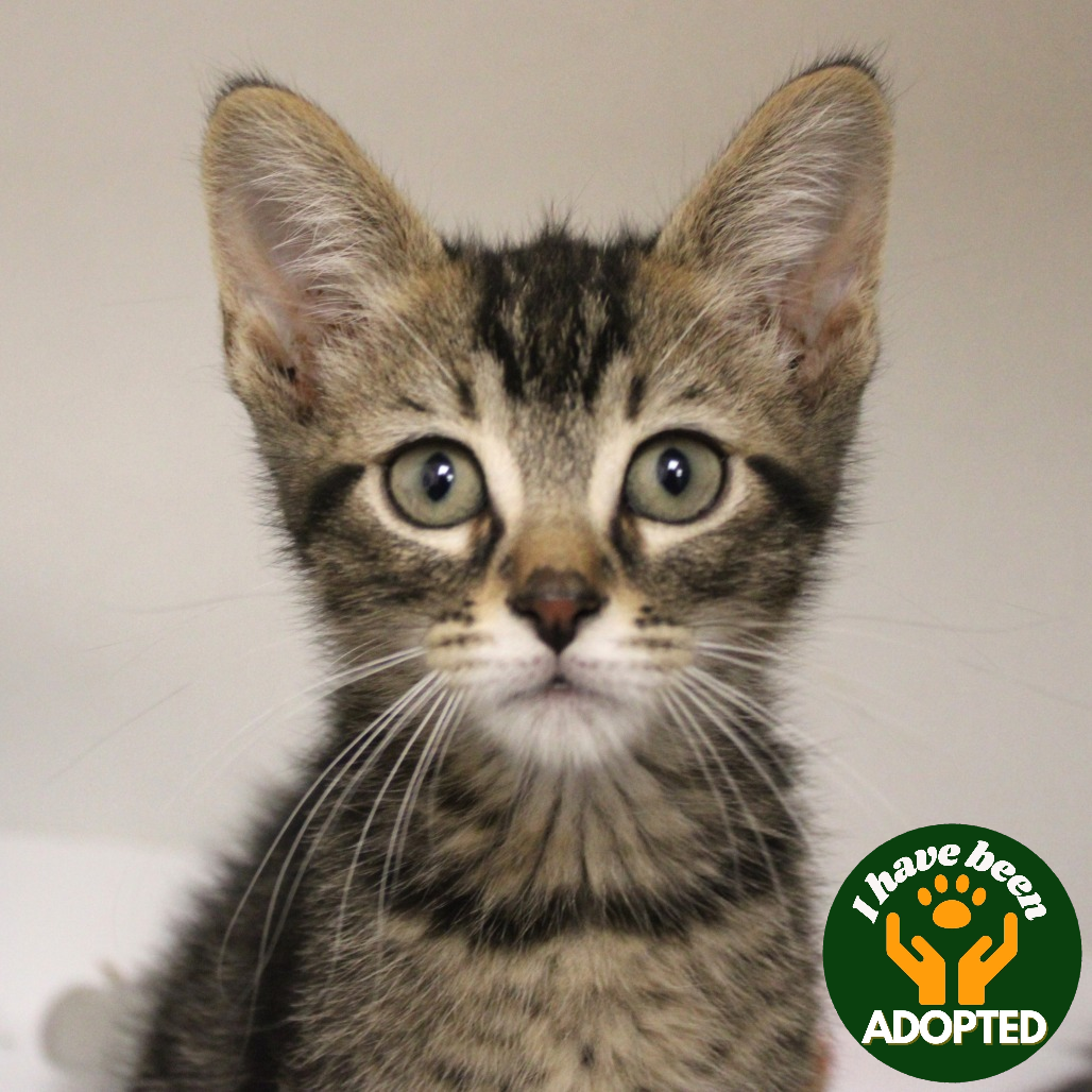 Mr. Hargreeves is available for adoption at Champaign County Humane Society