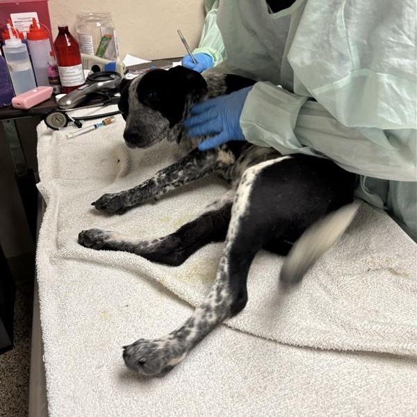ANNA - American Blue Heeler available for adoption