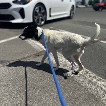 Roccy — thumbnail 5