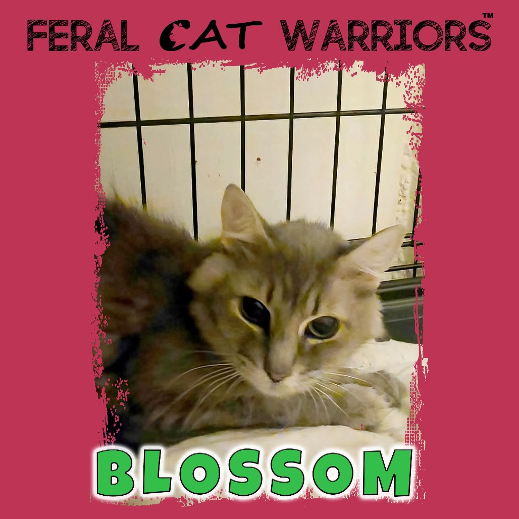 Blossom