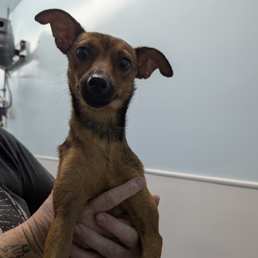 Biscotti — thumbnail 2