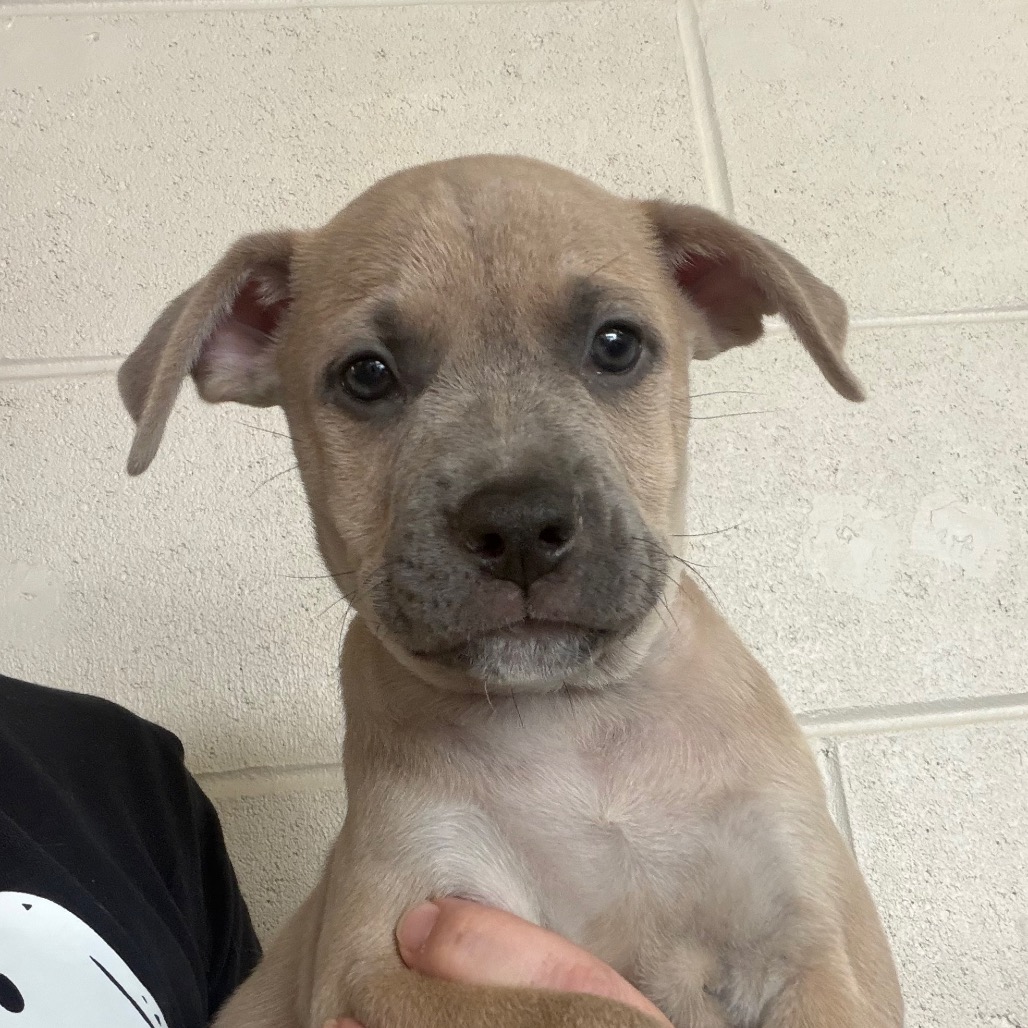 Mixed Breed