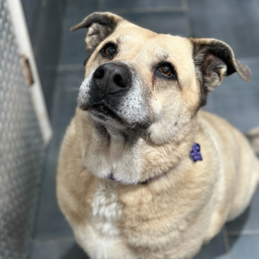 Chonkers — thumbnail 2